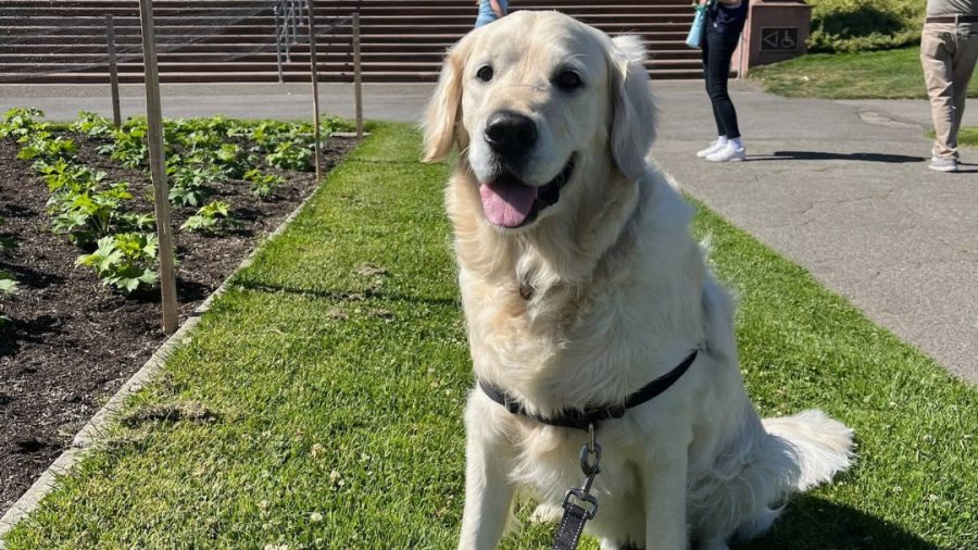 Charlie usually stays with the owners, but occasionally will pop by to say hello. 