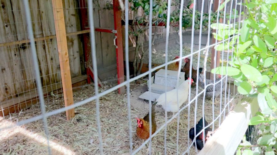 Chicken coop (the neighbors take care of the chickens)...