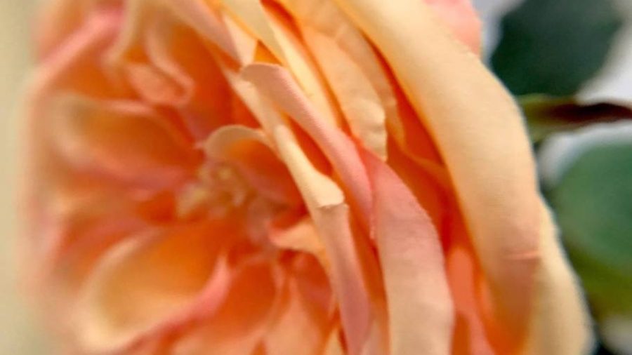 Happy flower.