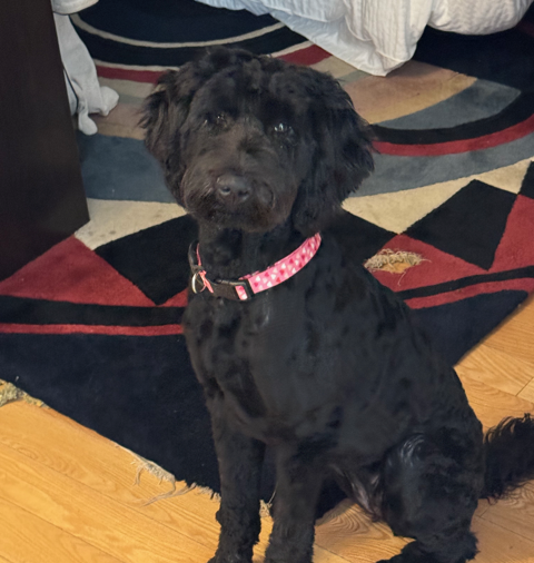 This is Adelle.  She lives here.  She's a hypoallergenic GoldenDoodle.  She's usually hanging out with Keith but she is friendly and likes people and will say hello. 