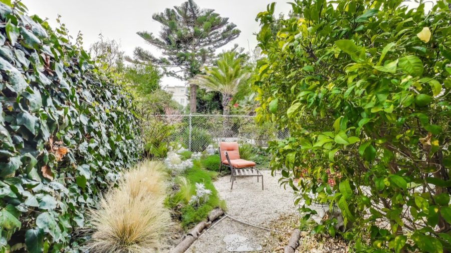Shared back yard 