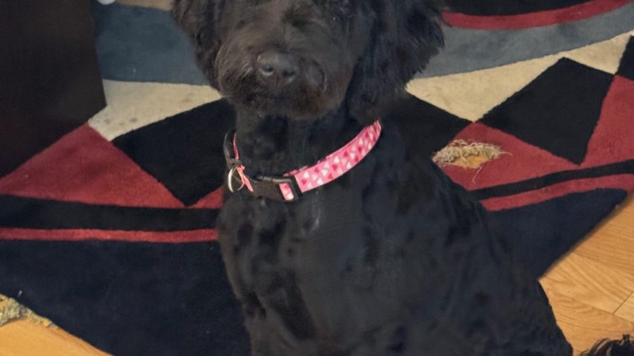 This is Adelle.  She lives here.  She's a hypoallergenic GoldenDoodle.  She's usually hanging out with Keith but she is friendly and likes people and will say hello. 