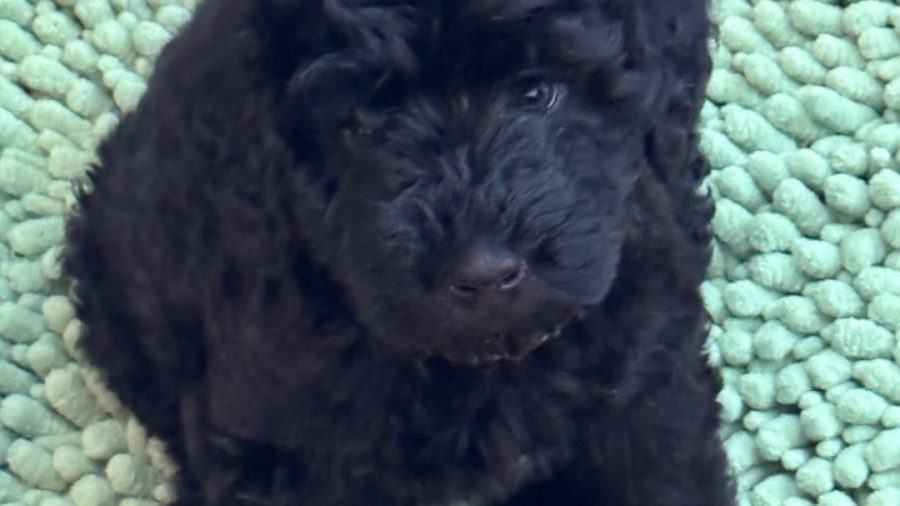 This is Adelle.  She lives here.  She's a hypoallergenic GoldenDoodle.  She's usually hanging out with Keith but she is friendly and likes people and will say hello. 

We can't have other animals staying here, but want guests to know there is a dog.