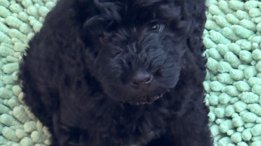 This is Adelle.  She lives here.  She's a hypoallergenic GoldenDoodle.  She will not be home when you book the whole house, she travels with Keith or stays with friends. 

Her water bowl lives in the kitchen, if it's inconvenient feel free to move it out of the way.  