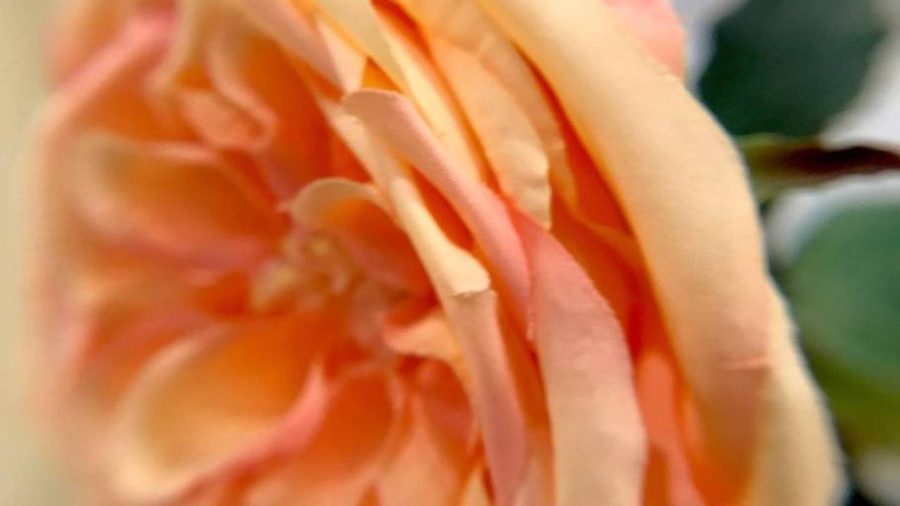 Happy flower.