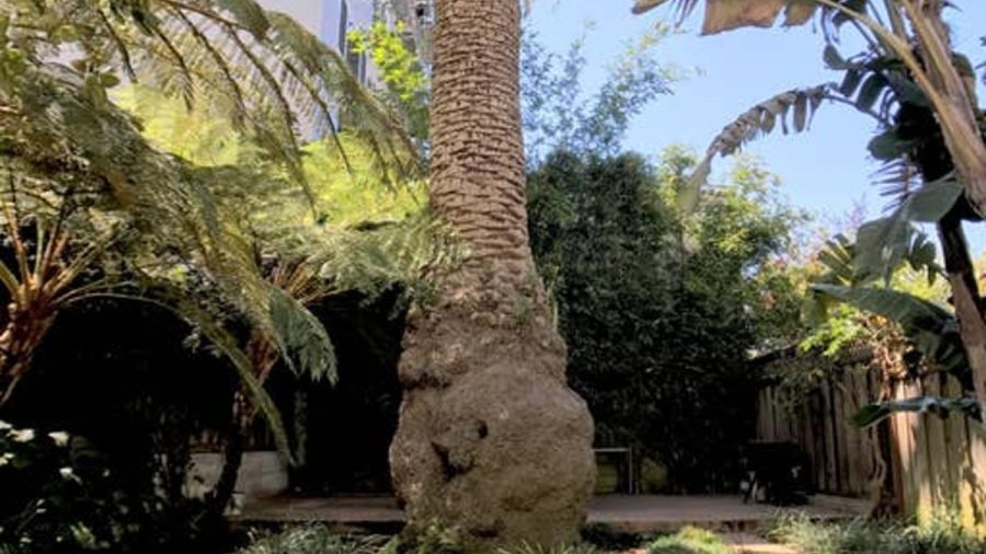 Large palm tree