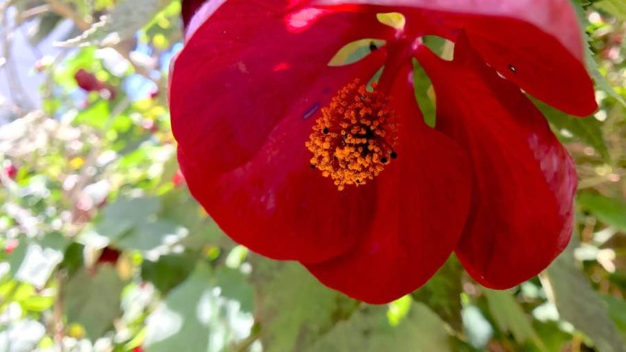 Beautiful flowers