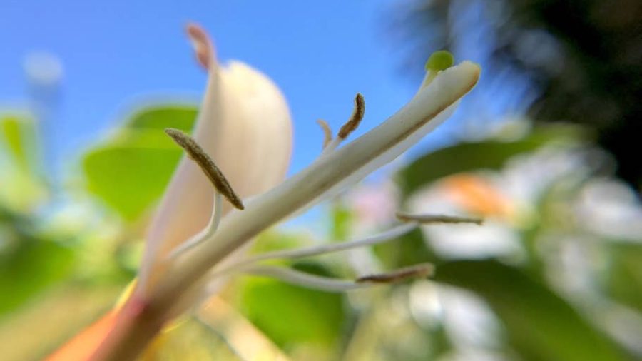 Beautiful flowers