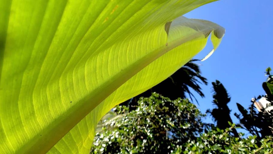 Beautiful plant life