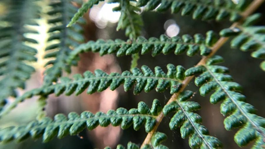 Beautiful plant life