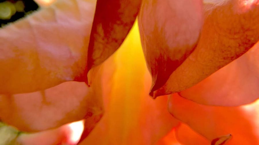 Beautiful flowers