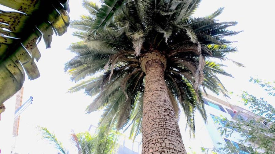 Large palm tree