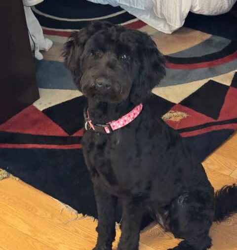 This is Adelle.  She lives here.  She's a hypoallergenic GoldenDoodle.  She's usually hanging out with Keith but she is friendly and likes people and will say hello. 